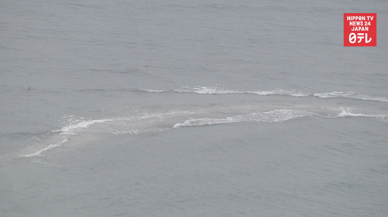 Whales sighted in Tokyo Bay 