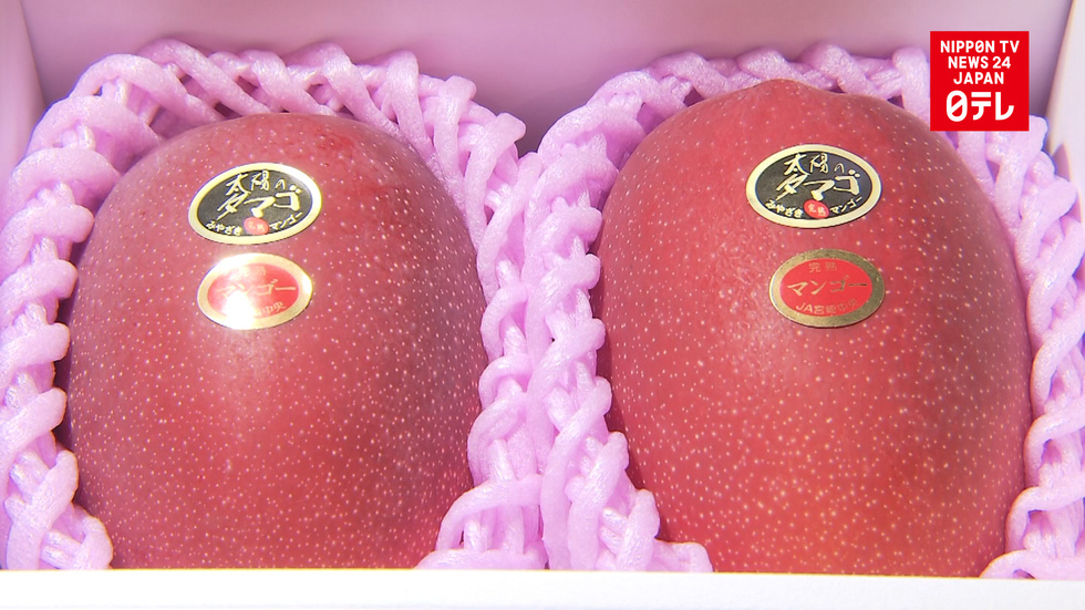 Miyazaki mangoes fetch record $3600 