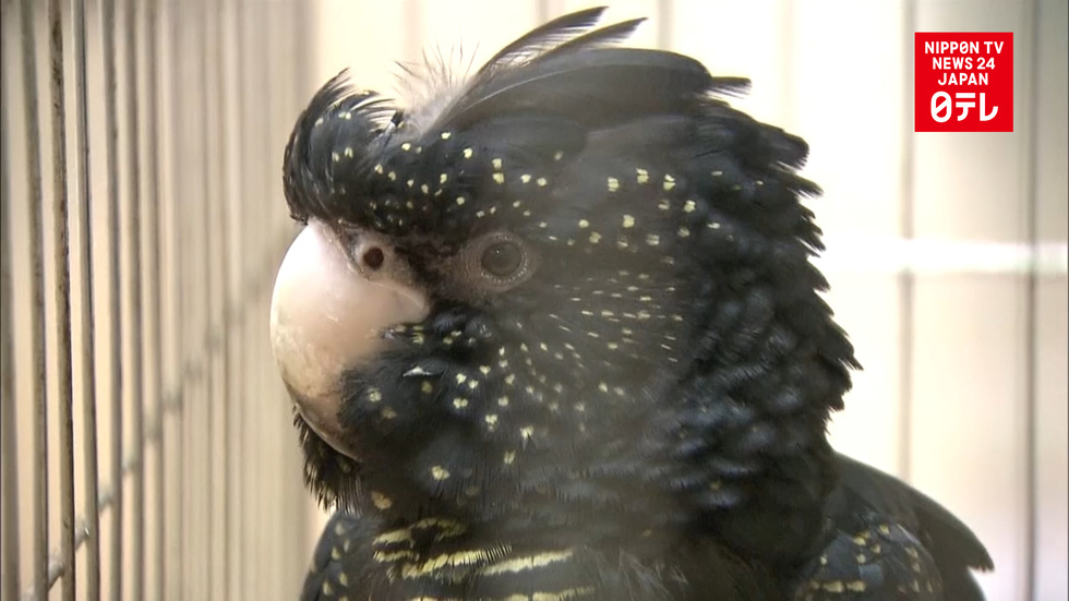Two pregnant women die of parrot fever in Japan