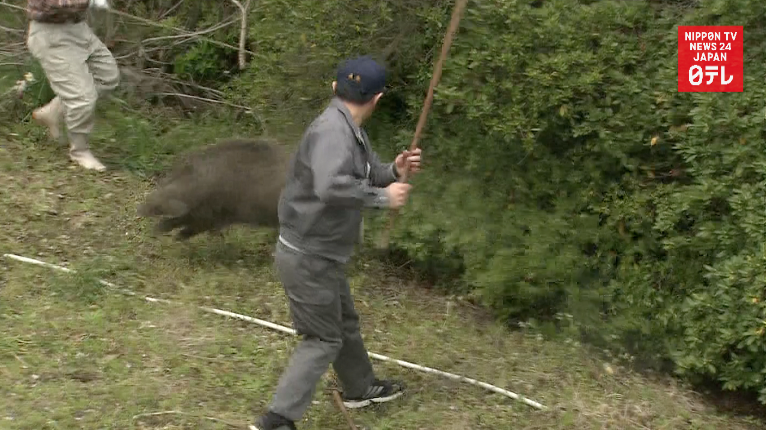 Wild boar gets better of humans in 20-hour pursuit 