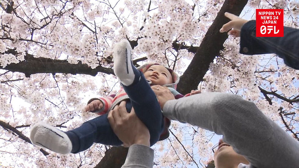 The bloom is on in Tokyo