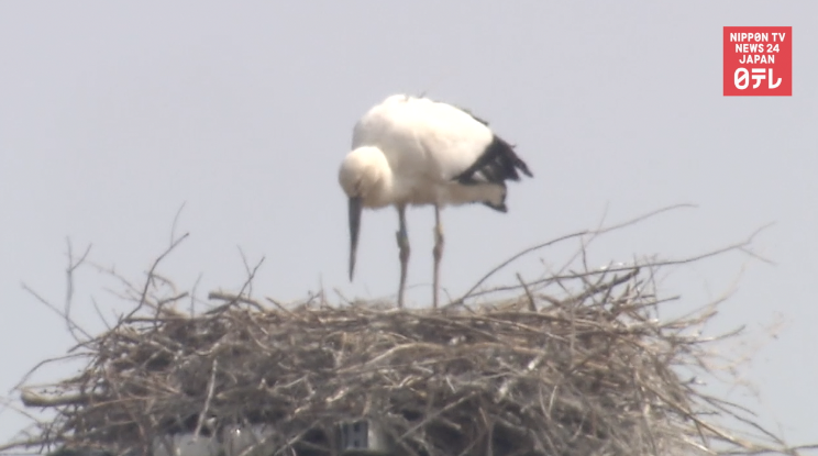 Near-endangered stork chicks hatch