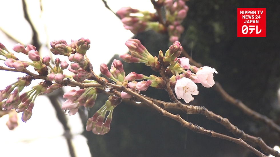 Tokyo first in the nation to see Someiyoshino cherry blossoms