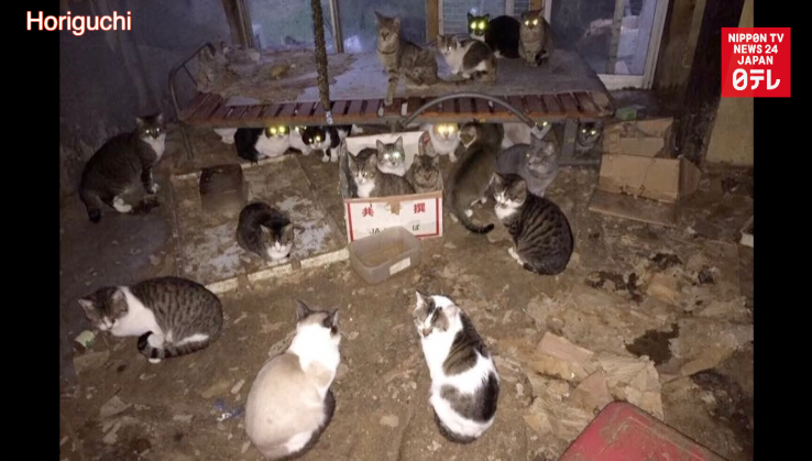 'Cat mansion' man disappears with 120 felines 