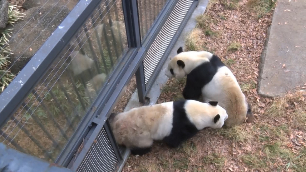 Giant panda exhibit reopens after mating