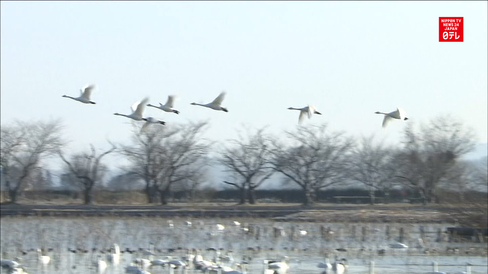 People flock to swan lake in central Japan
