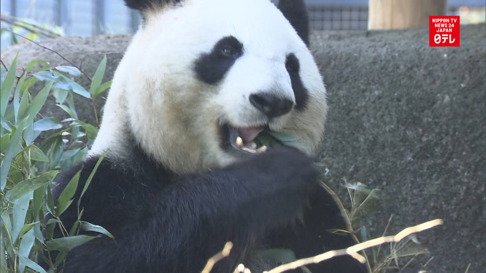 Giant pandas off display for mating season
