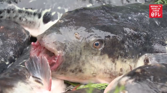 Blowfish dedicated to Ise Shrine 