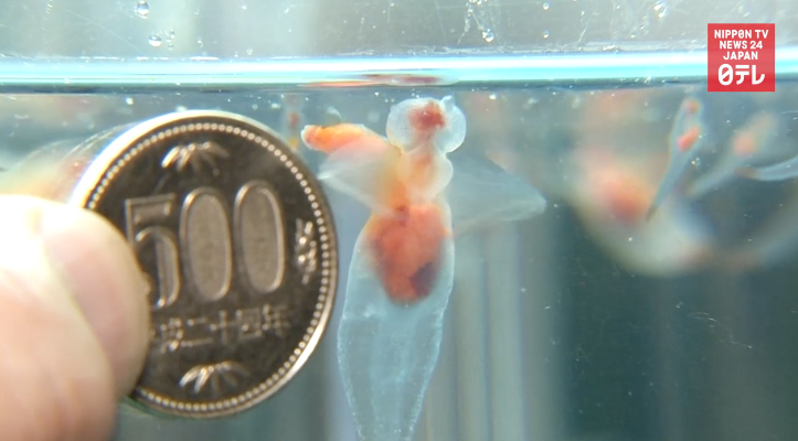 Outsize sea angels attract visitors