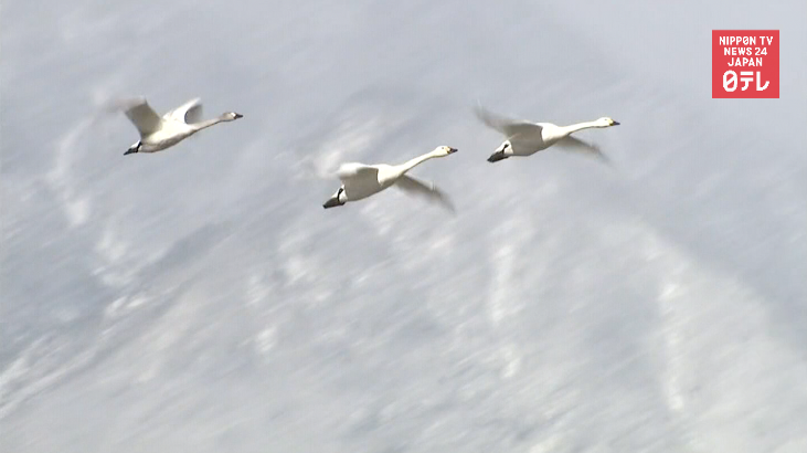 Tundra swans head north 