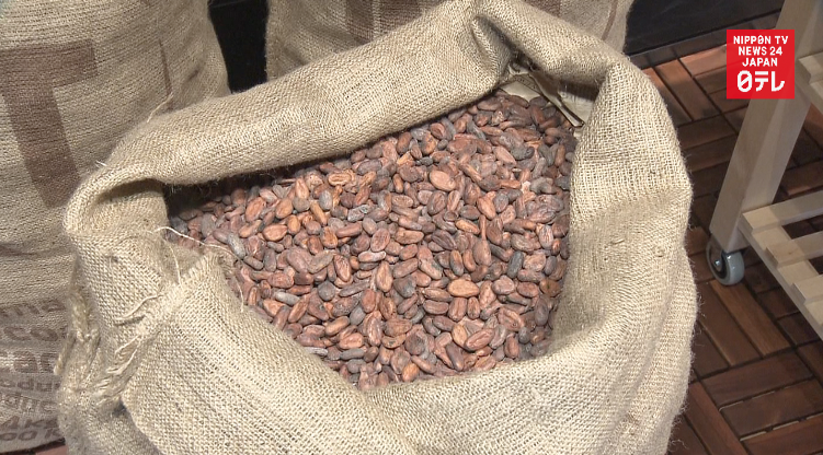 Study links chocolate to brain growth 