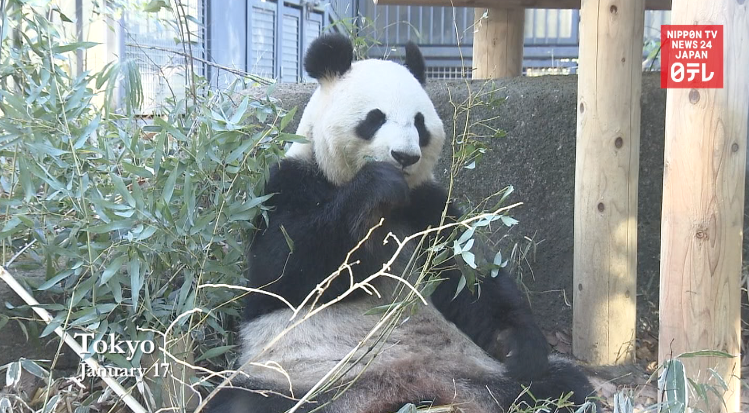 Fingers crossed as Ri Ri and Shin Shin enter mating season 