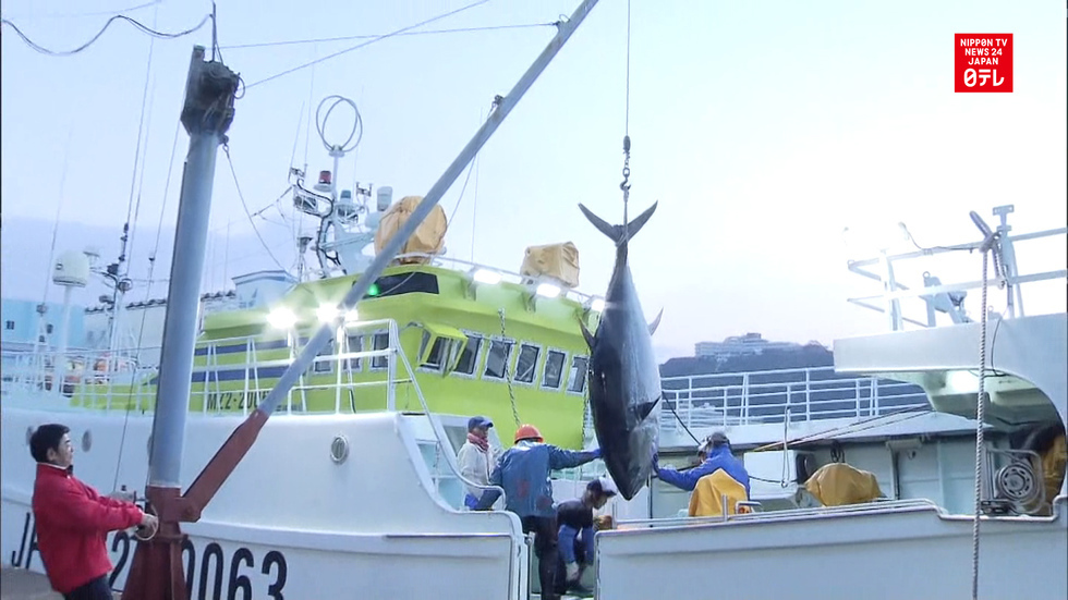 Monster tuna fetches a pretty penny