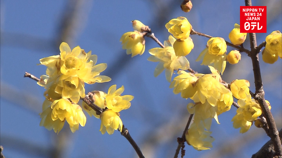 Japanese apricots and plums blossom in western Tokyo