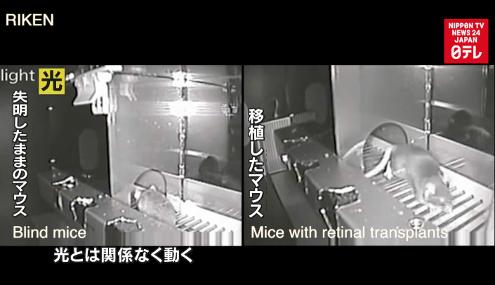 New transplant technique restores vision in mice