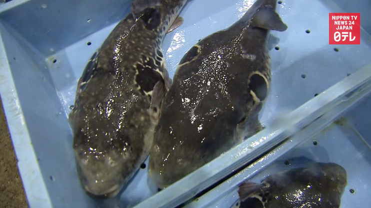 First fugu auction nets high prices