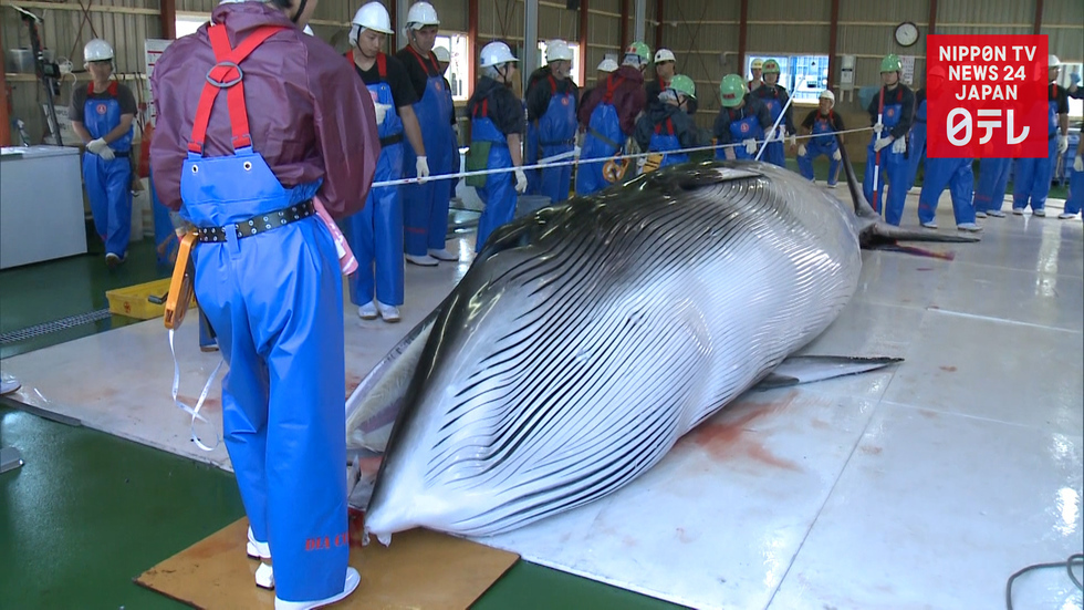 Japan to withdraw from IWC