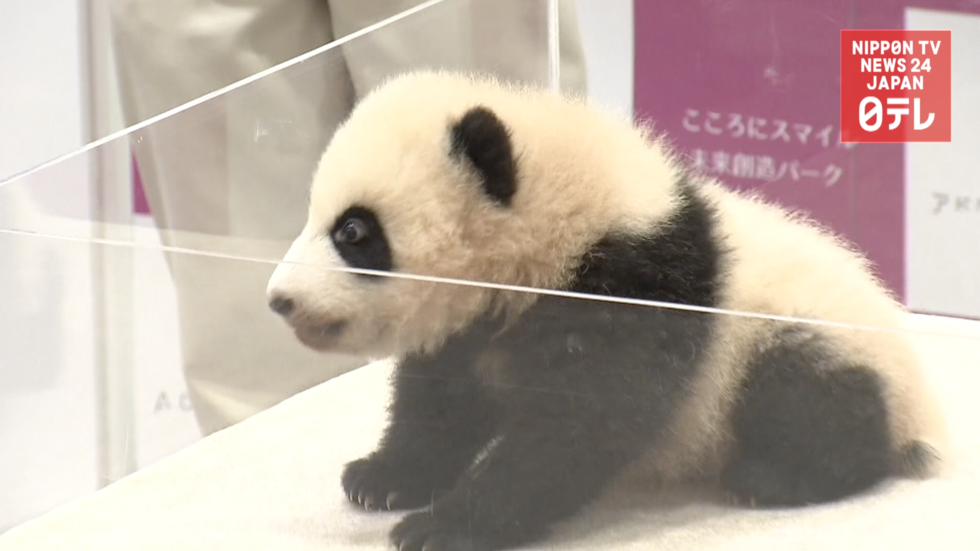 Baby girl panda named 