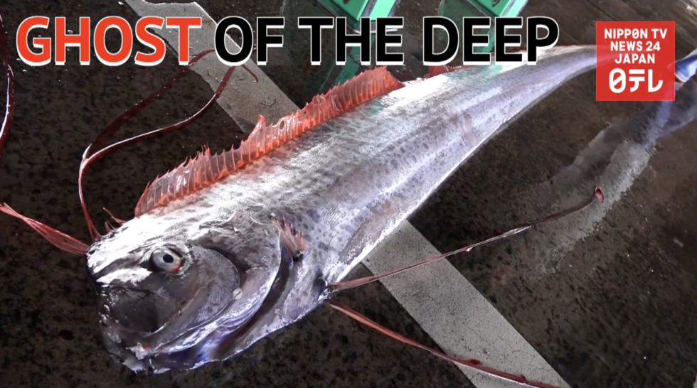  Rare fish intrigues islanders  