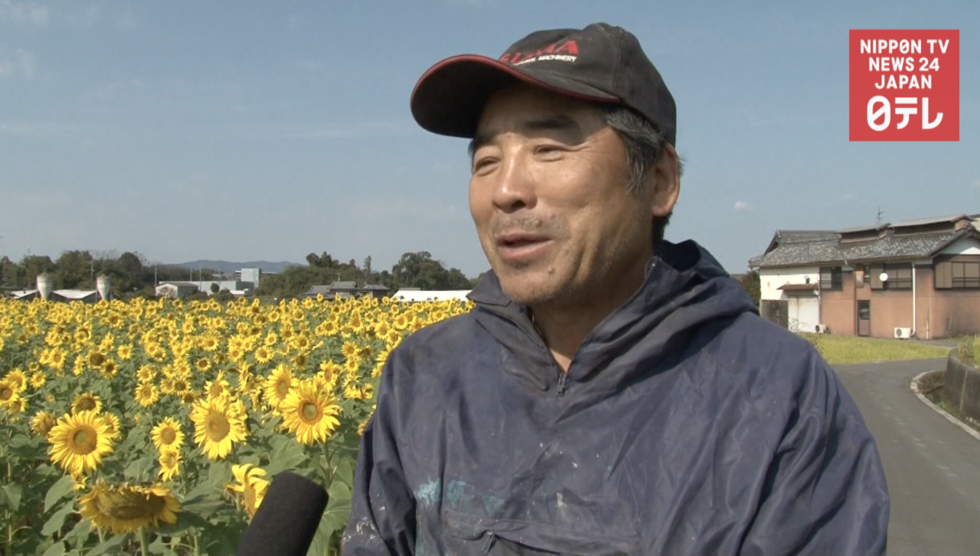 Late autumn flowers create magical view  