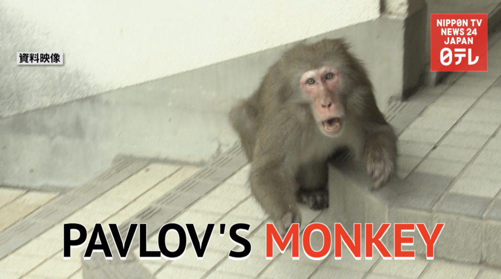 'Pavlov's monkey' method a mixed success 