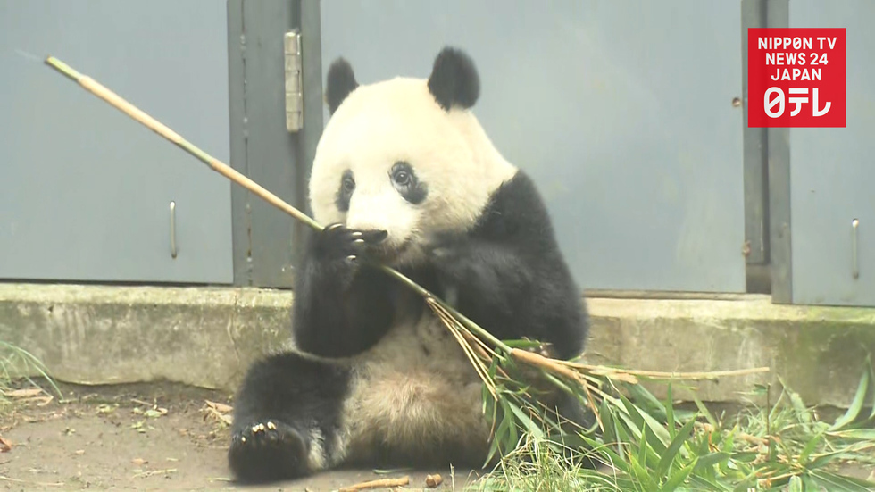 Xiang Xiang soon to be on her own 