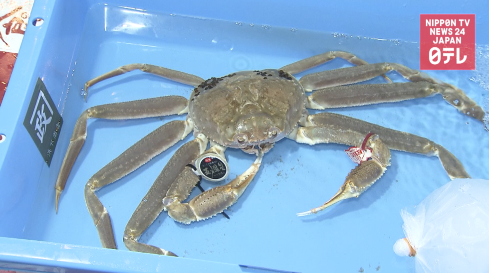 Single snow crab fetches over $17k 