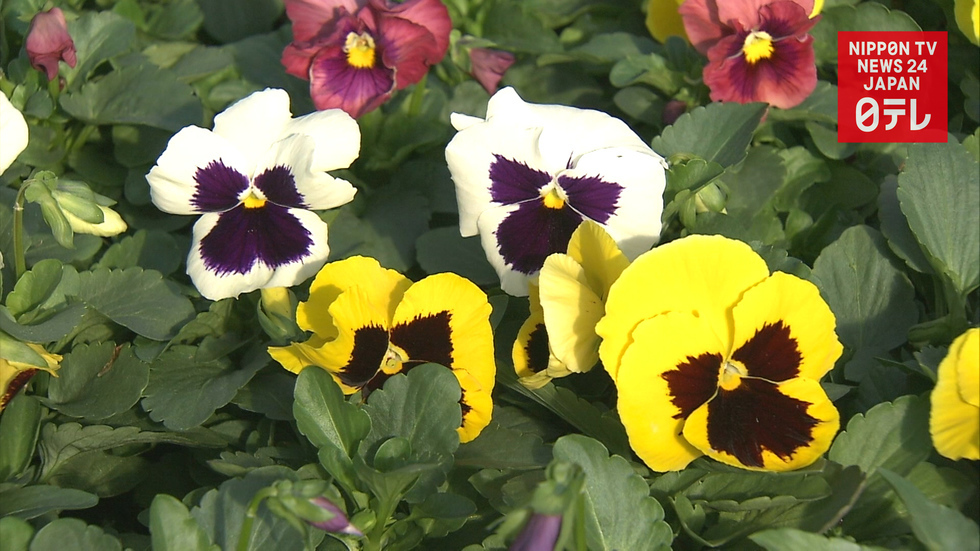 Pansy flower harvest in full swing