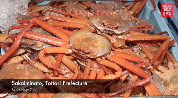 Crab season opens in Tottori