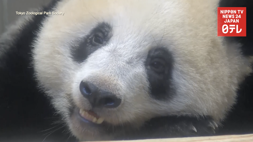 Xiang Xiang growing up 