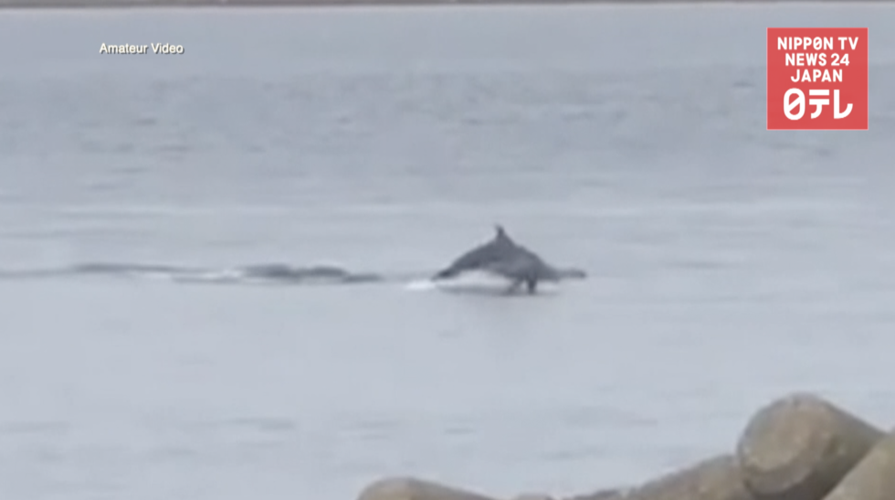 Dolphins enliven Toyama coast