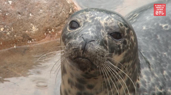 Seal pups back in good health