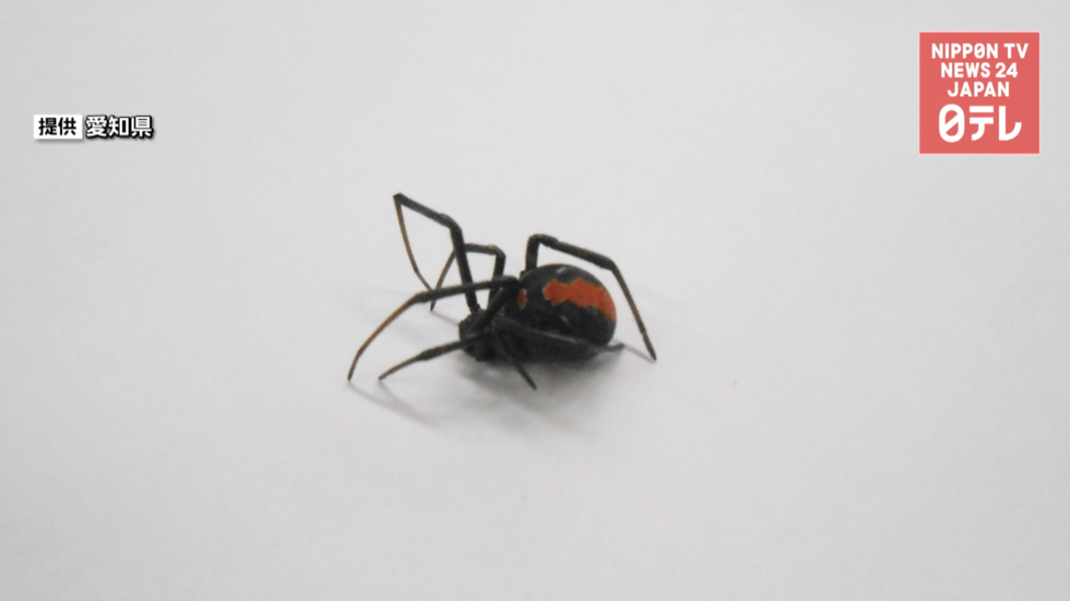 Venomous spider turns up in Aichi 