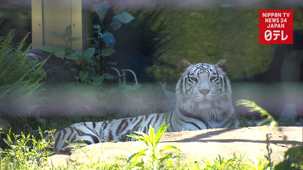 White tiger kills zookeeper