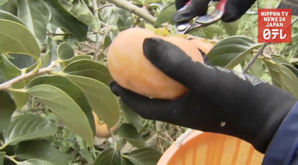 Persimmons harvested for export 