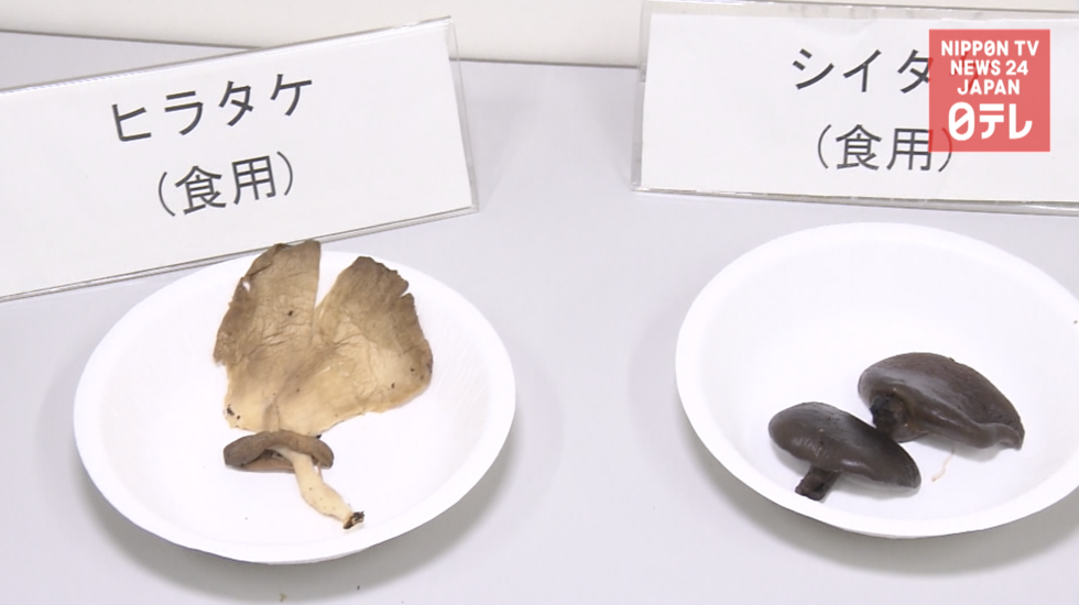 Food poisoning cases trigger mushroom warning 