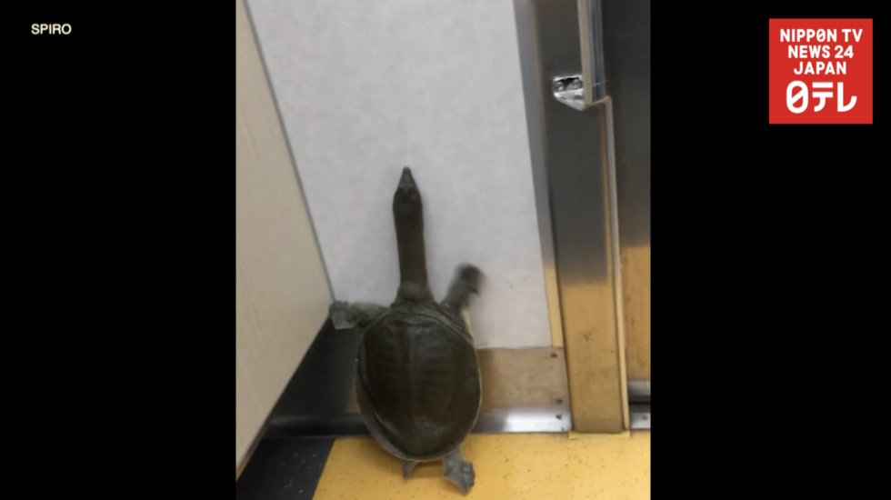 Turtle rides the rails 