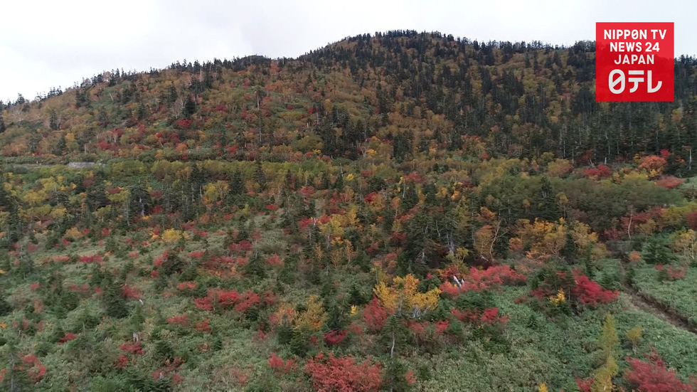 Beautiful foliage drapes Japan's northern Alps