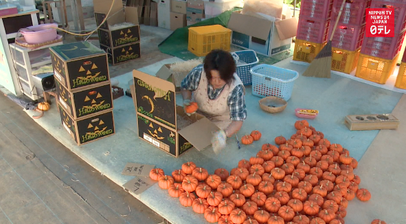 Farmers ship pumpkins as Halloween demand grows