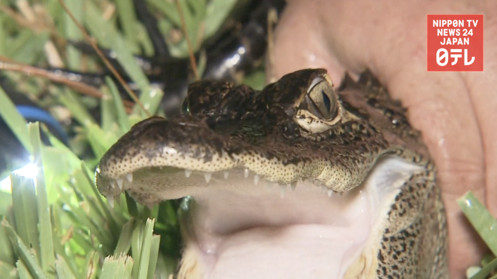 Alligator trapper helps fearful Florida residents 