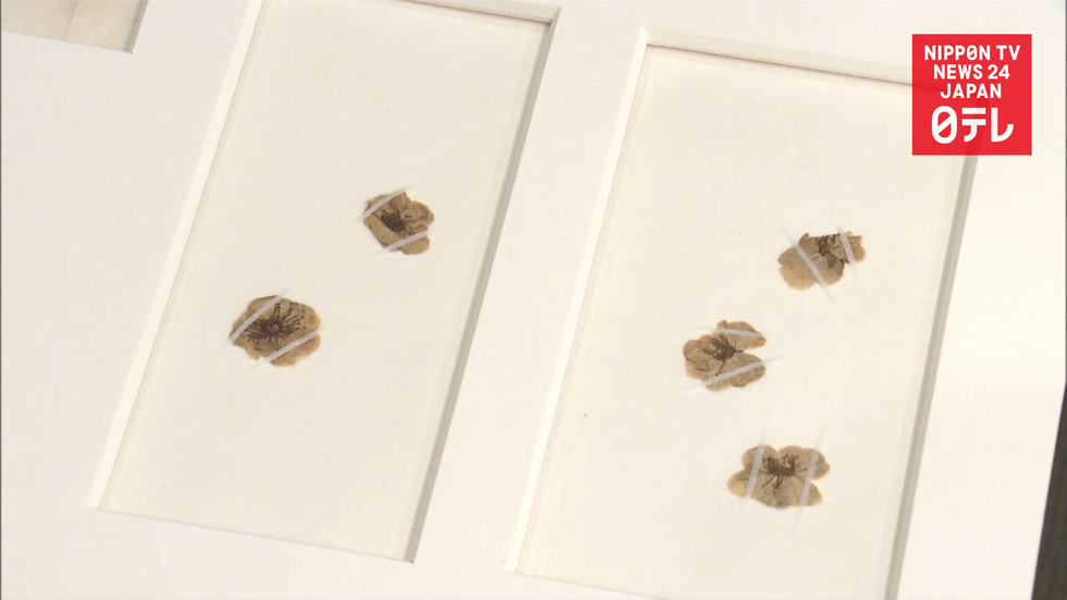 Japan's oldest pressed flowers unveiled
