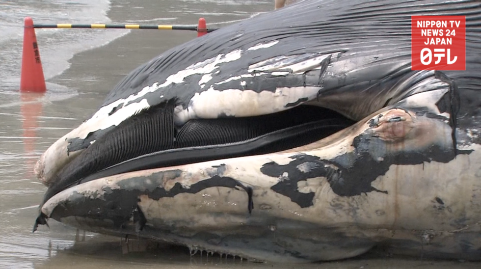 Blue whale drifts ashore  