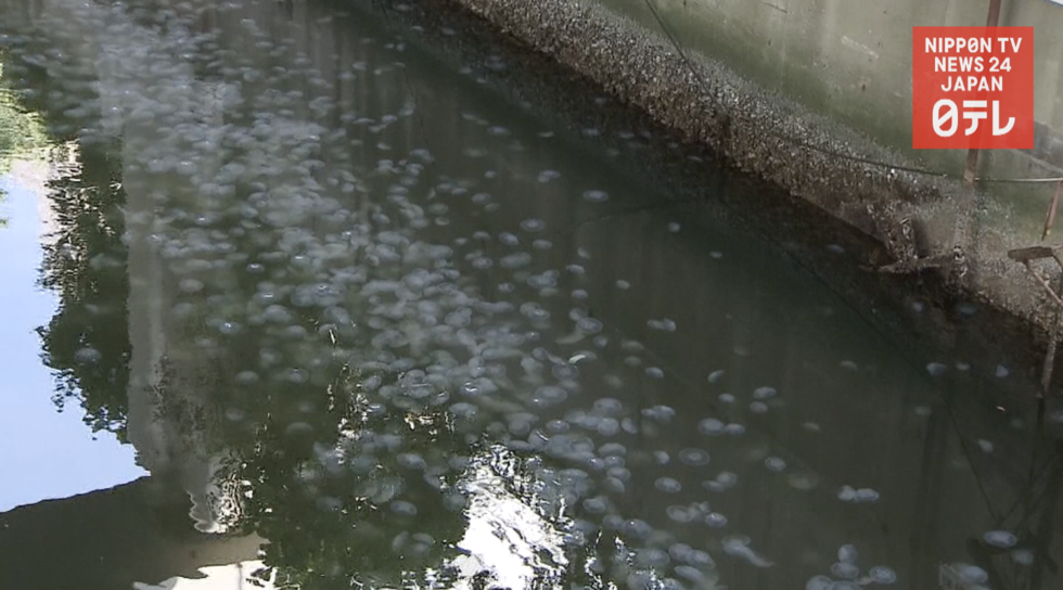 Jellyfish bloom in Yokohama river 