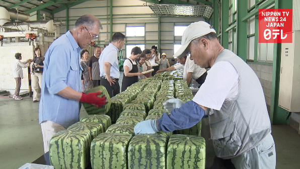 Season of the square melon 