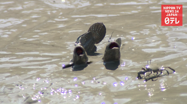 Mysteries of Japan's tidelands 
