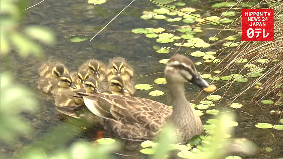 Spot-billed ducks hatch on Tokyo rooftop 