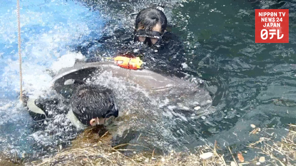 Camera shows sunfish's 'nap' 
