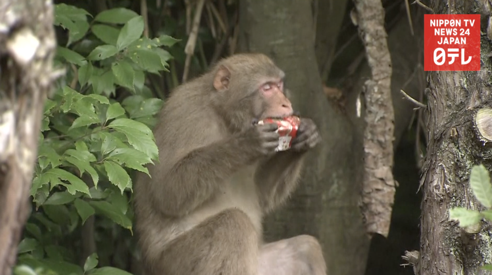 Monkey on the loose in Hiroshima  