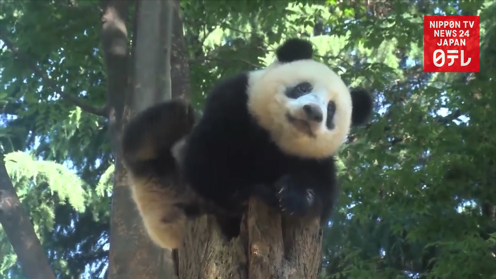 Giant panda Shan Shan about to turn 1