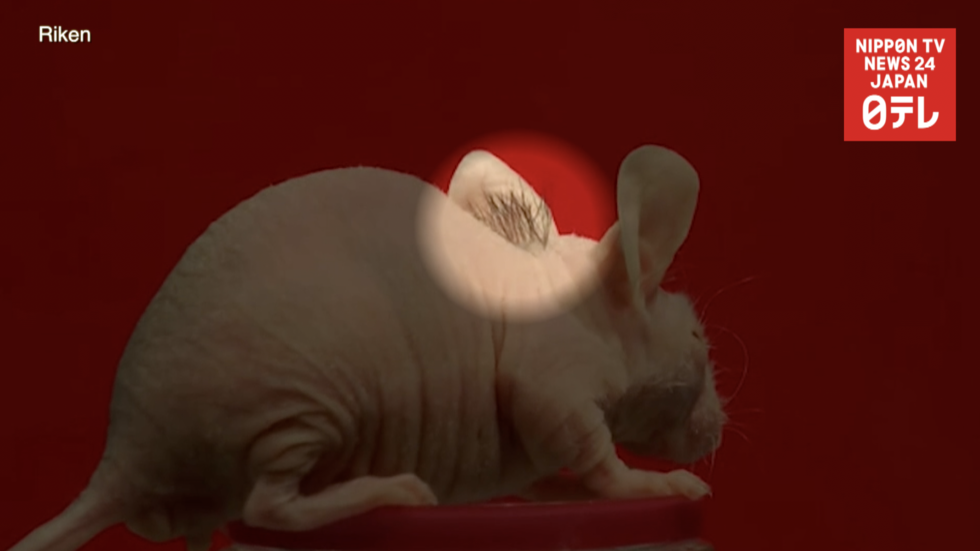 New stem cell treatment promises baldness cure  